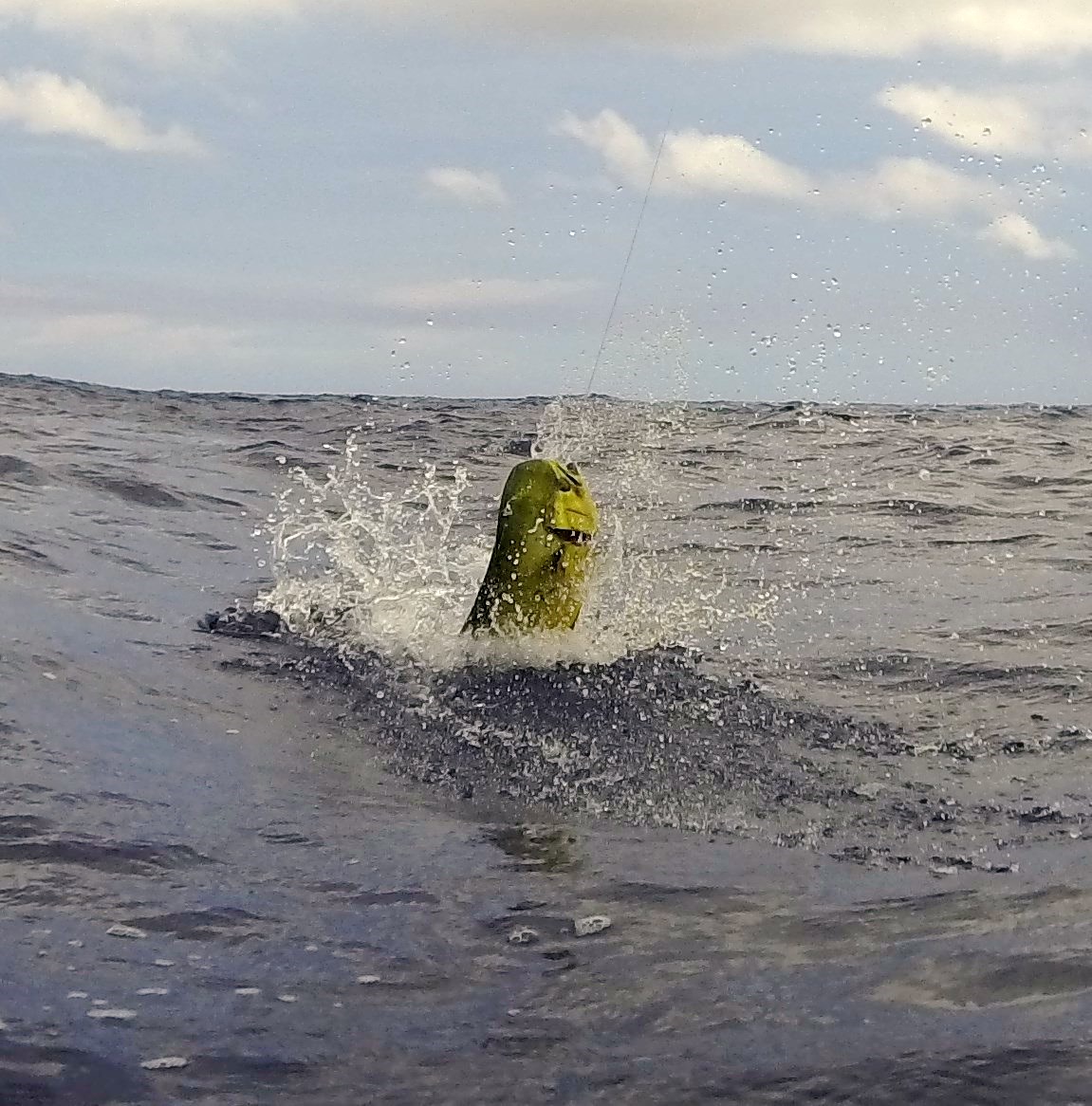 Mahi aerial