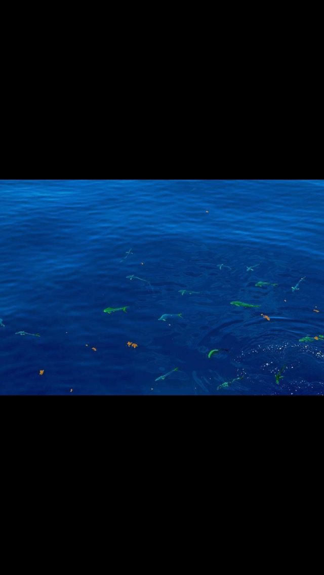 Mahi drone shot