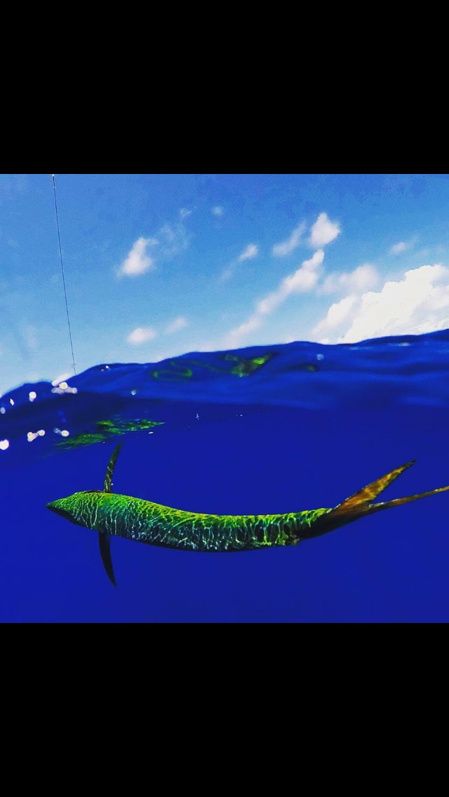 Mahi split shot