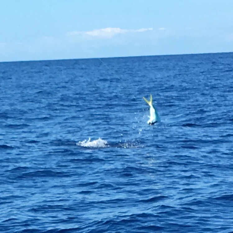 Cooler full of mahi