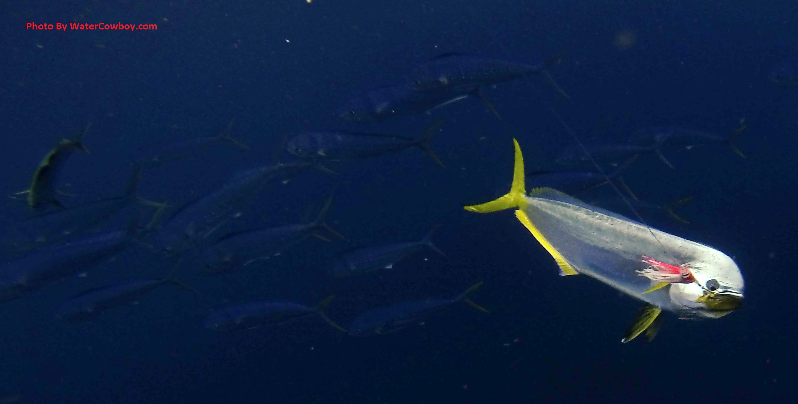 Mahi jumping