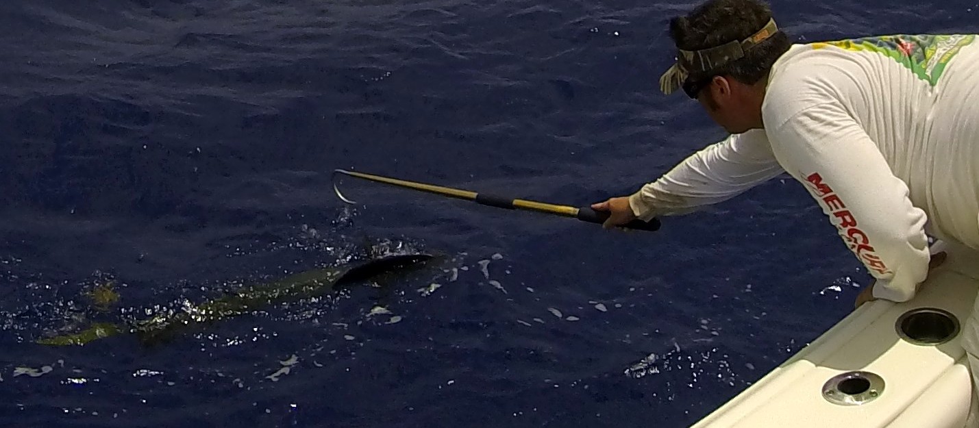 Gaffing a mahi