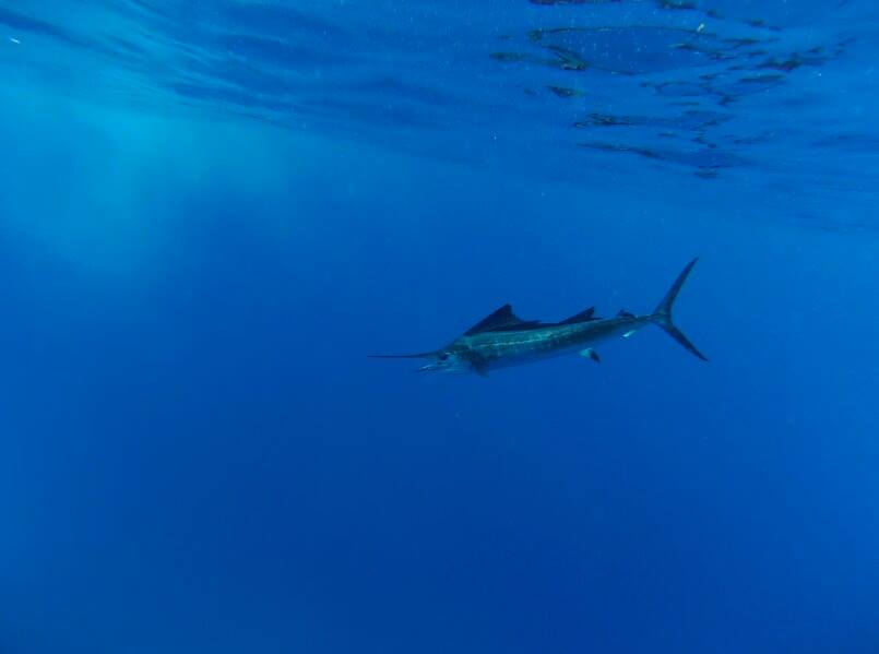 Sailfish release