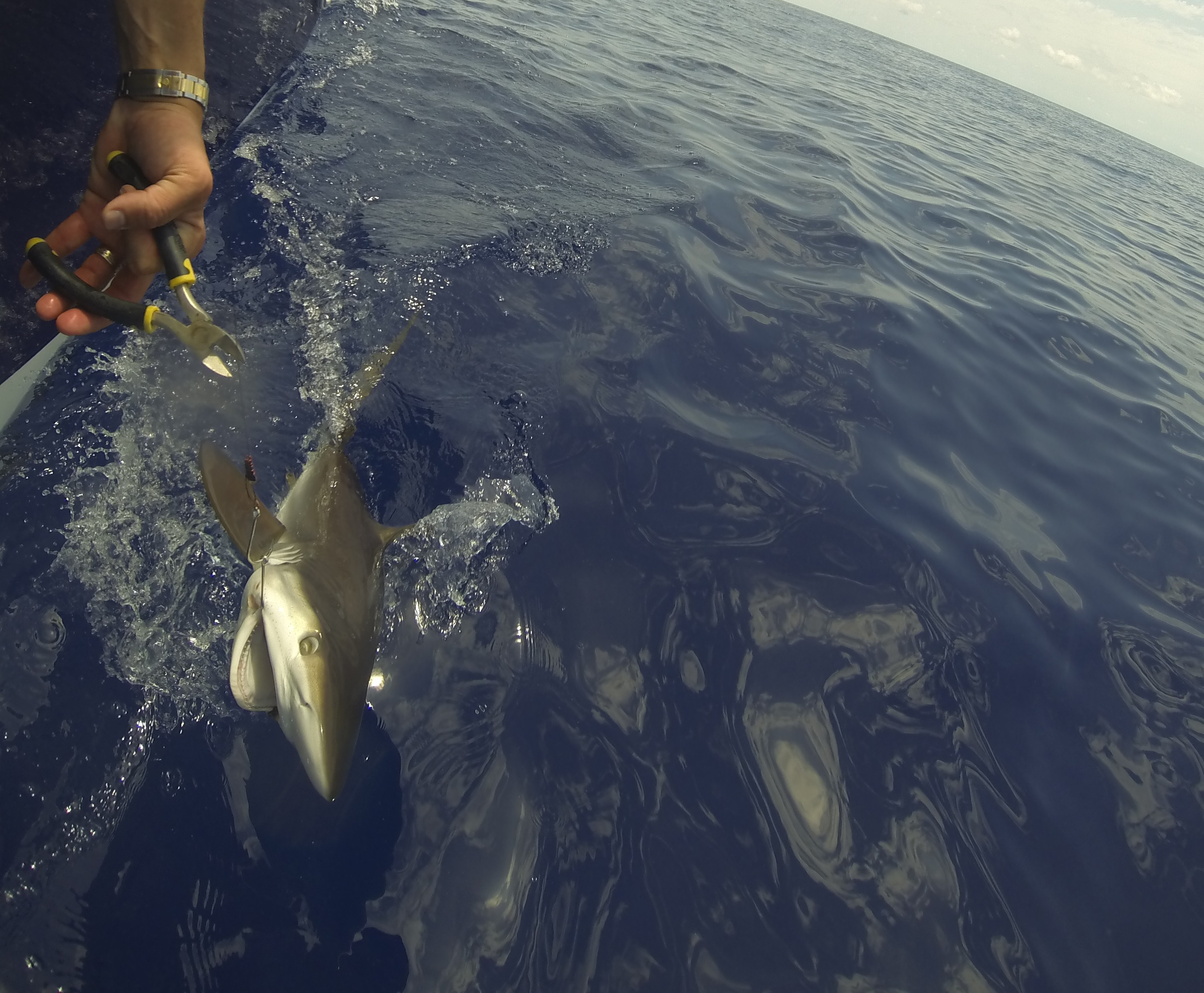 Shark release