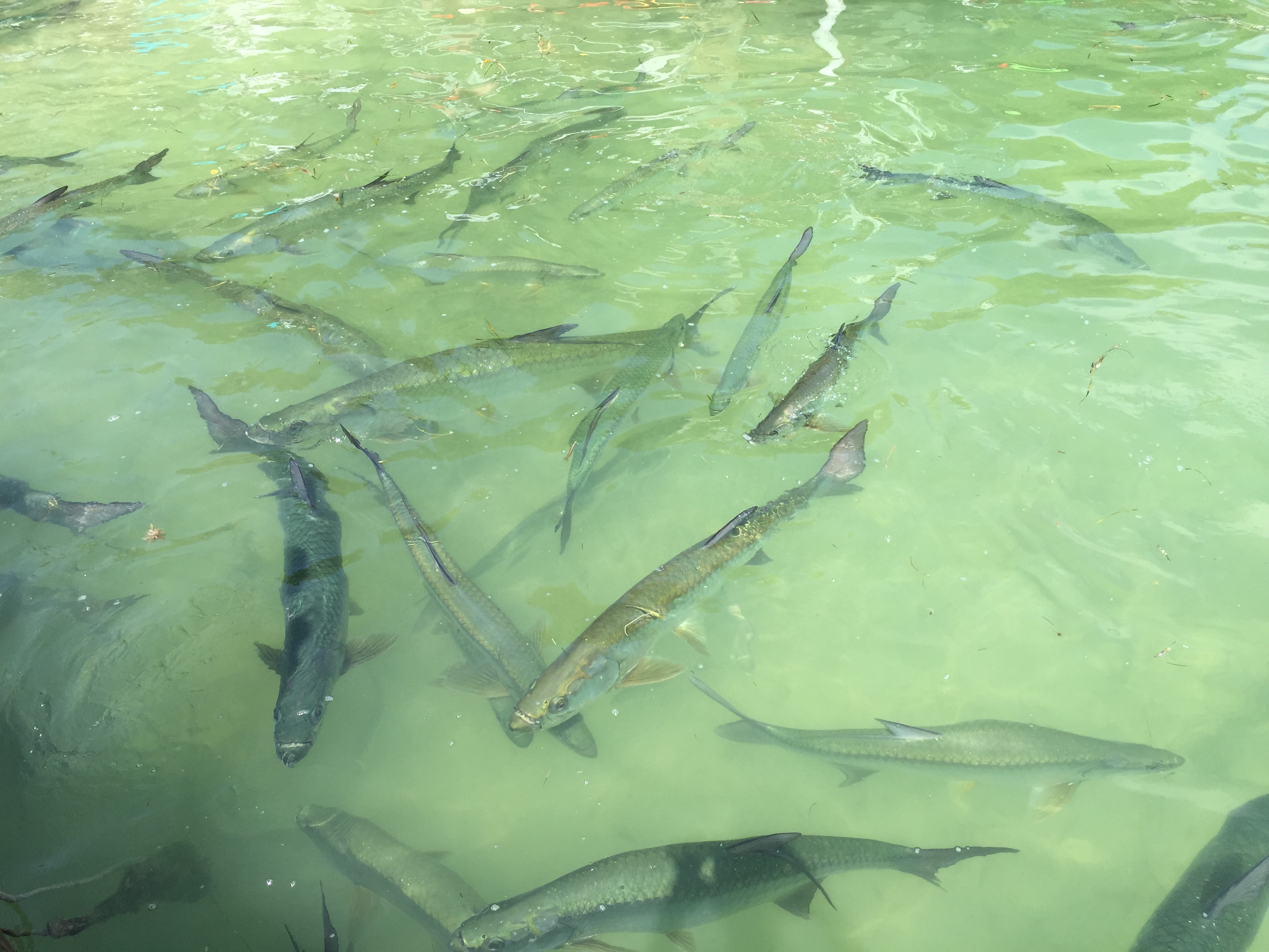 Tarpon school